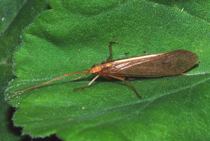 Limnephilidae